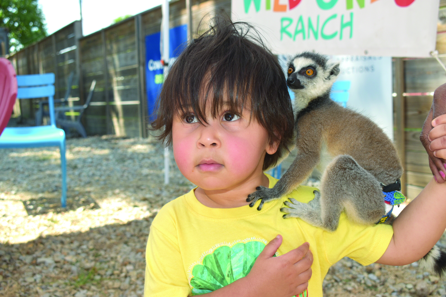 Lollies & Lemurs at Huntington Square